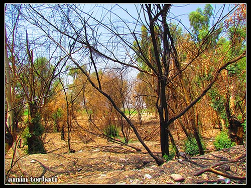 درختان سوخته در طبیعت بهبهان