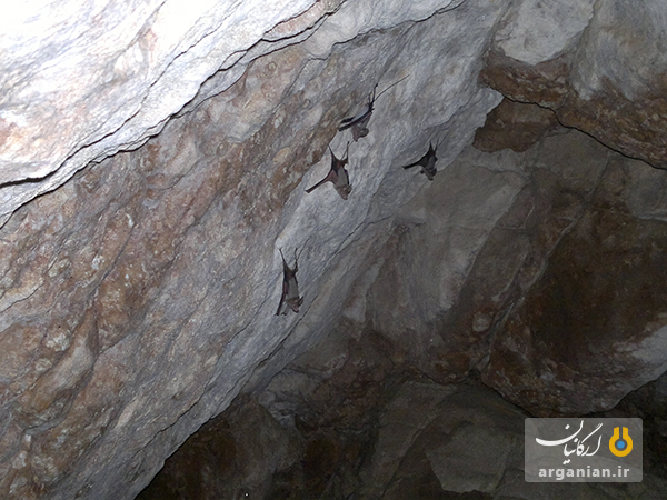 خفاش دم موشی در غار نیده