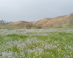 تپه ای ارگان