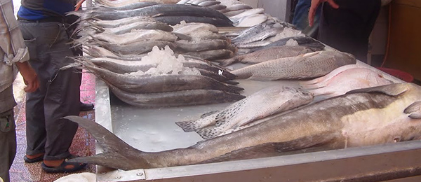 ماهی فروشی در بهبهان